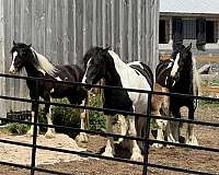 gypsy-vanner-horse