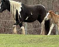 gypsy-vanner