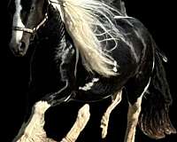 stallion-filly