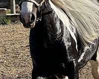 stallion-mare