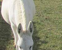 roan-gelding-donkey