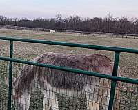 rojo-donkey