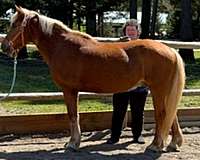 sorrel-white-stripe-four-socks-horse
