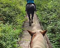 trail-obstacles-responsive-to-training-haflinger-horse