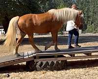 athletic-trail-riding-haflinger-horse