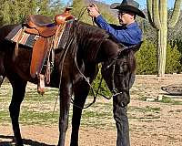equitation-arabian-horse