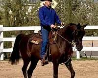 hunt-seat-equitation-arabian-horse