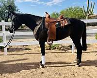 hunter-jumper-arabian-horse