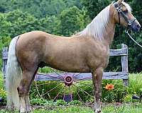 gaited-tennessee-walking-horse