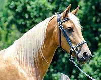 trail-trail-riding-palomino-tennessee-walking-horse