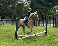 athletic-haflinger-pony