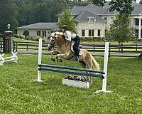 beginner-haflinger-pony