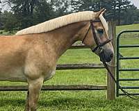 all-around-haflinger-pony