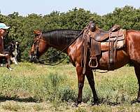 topwind-gelding