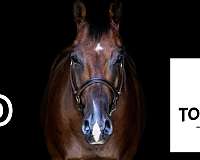 gentle-quarter-horse