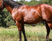 ranch-quarter-horse