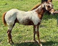 americas-poa-horse