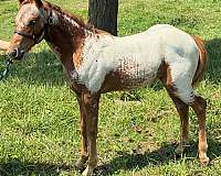 babies-poa-horse