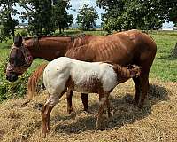 baby-poa-horse