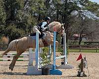 bathes-quarter-pony