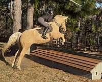 cross-country-quarter-pony