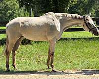 valentina-thoroughbred-horse