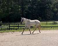 valentina-horse