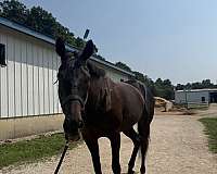 thoroughbred-horse-for-sale