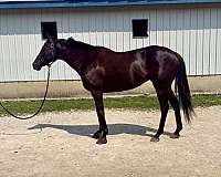 thoroughbred-mare
