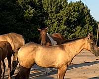 quarter-horse-for-sale
