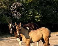 quarter-horse-colt