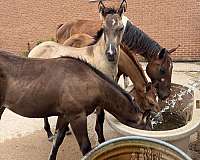 quarter-horse