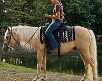 palomino-white-blaze-socks-horse