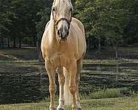 companion-quarter-horse