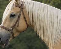 flashy-quarter-horse