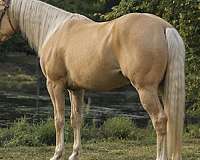 flaxen-mane-quarter-horse