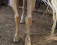 husband-safe-quarter-horse