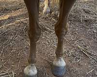 parade-quarter-horse