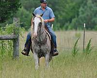 blaze-stockings-flaxen-mane-tail-horse