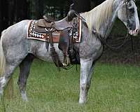 red-roan-blaze-stockings-flaxen-mane-tail-horse