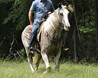red-roan-horses-for-sale-tennessee-walking