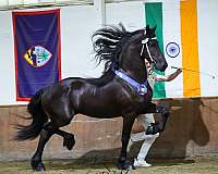 amature-friesian-horse