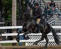beautiful-friesian-horse