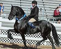 friesian-horse