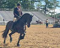 hair-friesian-horse