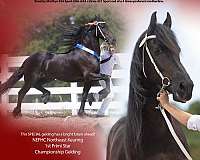 safe-friesian-horse