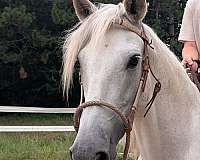 bosal-andalusian-horse