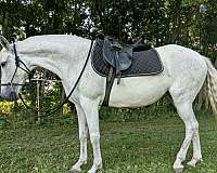 dog-andalusian-horse