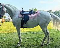 good-trail-andalusian-horse