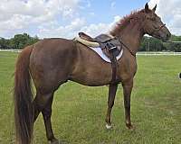 athletic-dutch-warmblood-horse